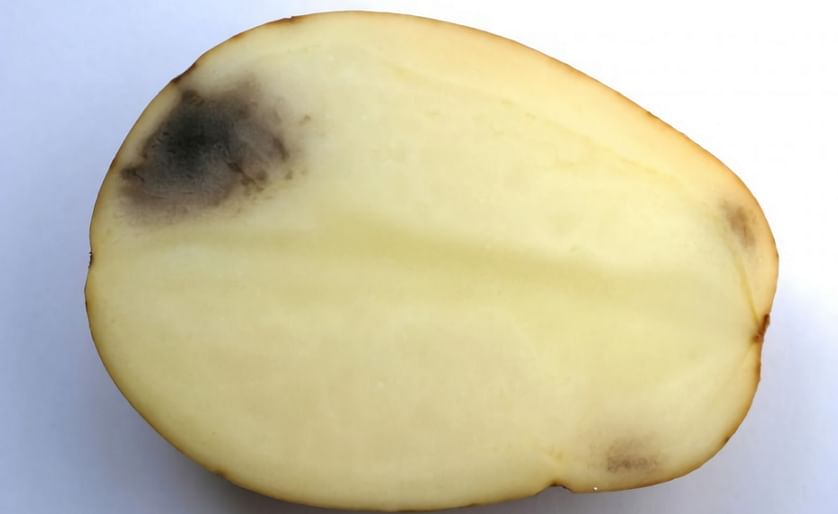 A bruised potato. The discoloration that occurs after tissue damage is largely caused by the activity of the enzyme polyphenoloxidase (PPO). In the Calyxt PPO_KO potato variety (one of the) genes coding for the PPO enzyme is knocked out, making the variet