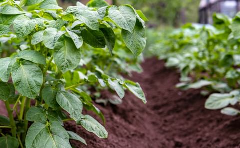 Potato Bush Potato Bush