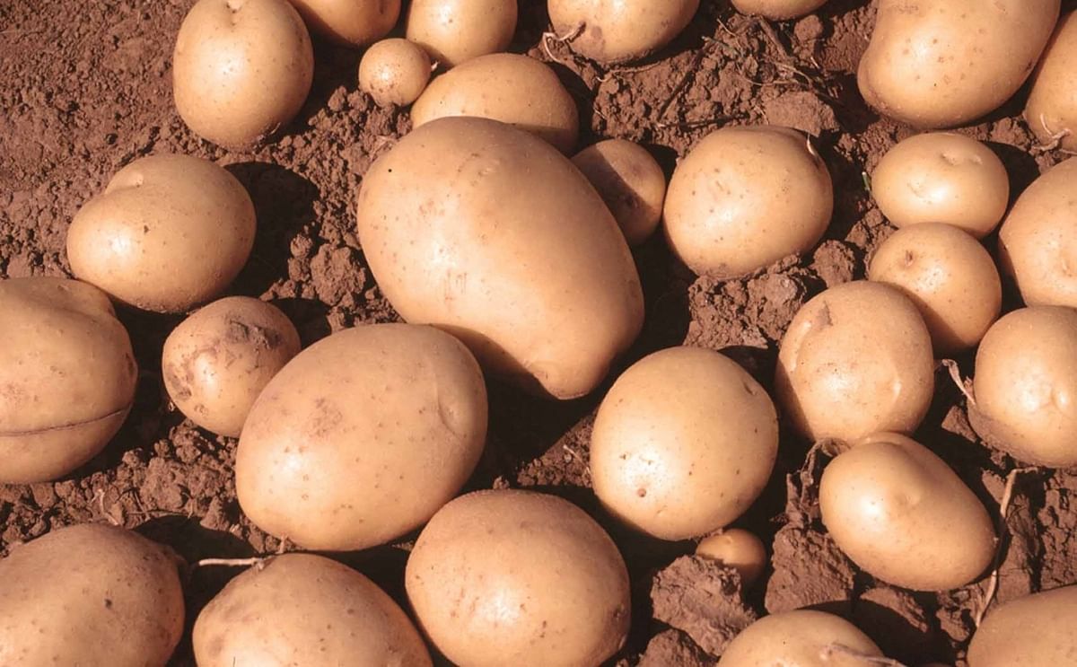 En Castilla y León se espera que la superficie de patata ocupe este año cerca de 18.000 hectáreas (-7% vs. 2019).
