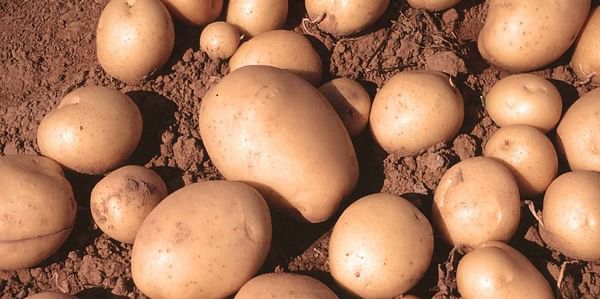En Castilla y León se espera que la superficie de patata ocupe este año cerca de 18.000 hectáreas.