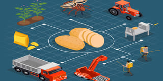 Potato processing Potato processing