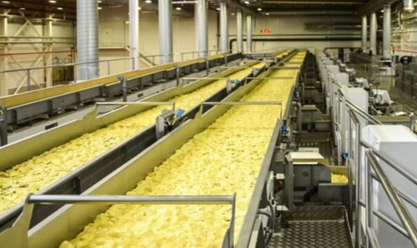 Rusia: La superficie plantada de papas para chips alcanza las 19 mil hectáreas
