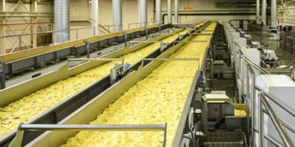 Rusia: La superficie plantada de papas para chips alcanza las 19 mil hectáreas