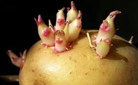 El Clorprofam o Bud Nip (nombre comercial) es una sustancia química que se usa en la actualidad como regulador del crecimiento de las plantas o para inhibir la germinación de la patata y de control de los brotes en tabaco. El Clorprofam o Bud Nip (nombre comercial) es una sustancia química que se usa en la actualidad como regulador del crecimiento de las plantas o para inhibir la germinación de la patata y de control de los brotes en tabaco.