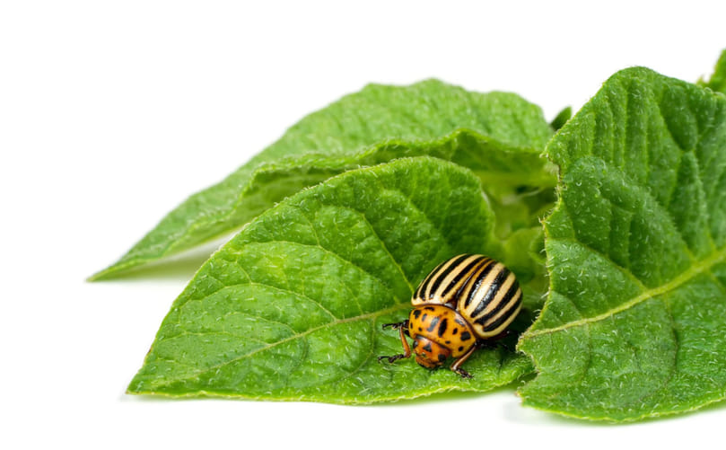 Colorado Potato Beetle (Leptinotarsa decemlineata) Adult Feeding on Potato Foliage Colorado Potato Beetle (Leptinotarsa decemlineata) Adult Feeding on Potato Foliage