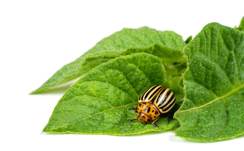 Colorado Potato Beetle (Leptinotarsa decemlineata) Adult Feeding on Potato Foliage Colorado Potato Beetle (Leptinotarsa decemlineata) Adult Feeding on Potato Foliage