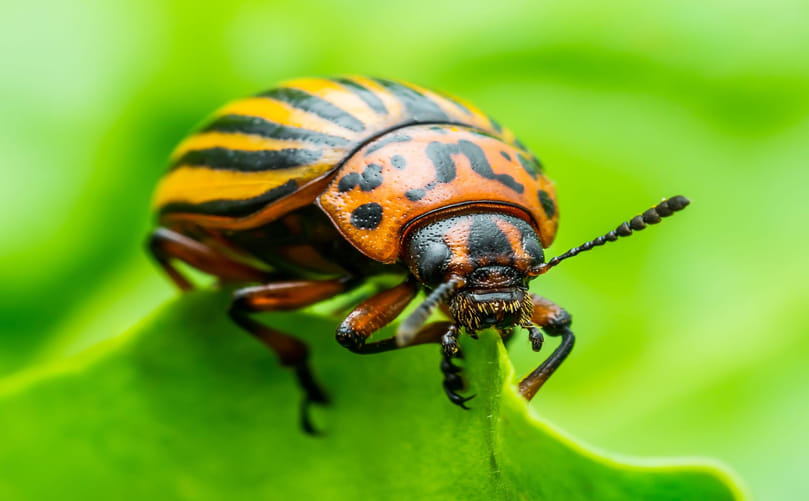 Colorado Potato Beetle: A Major Threat to Potato Production Colorado Potato Beetle: A Major Threat to Potato Production