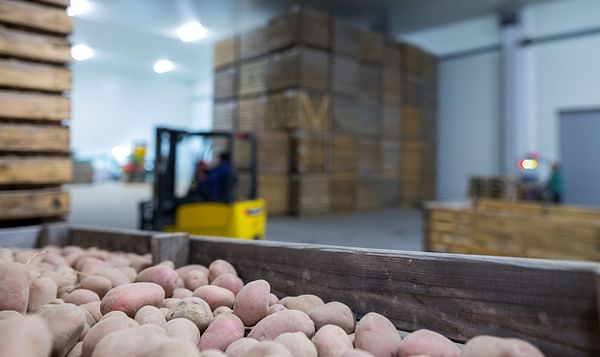 Potato Store design: the Dutch, the American or the British way?