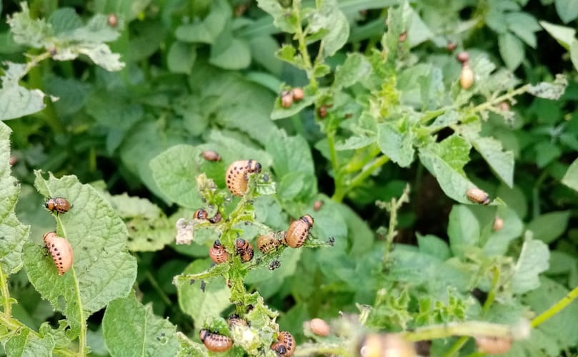 Visible Frass and Feeding Signs of Colorado Potato Beetle on Potato Foliage Visible Frass and Feeding Signs of Colorado Potato Beetle on Potato Foliage