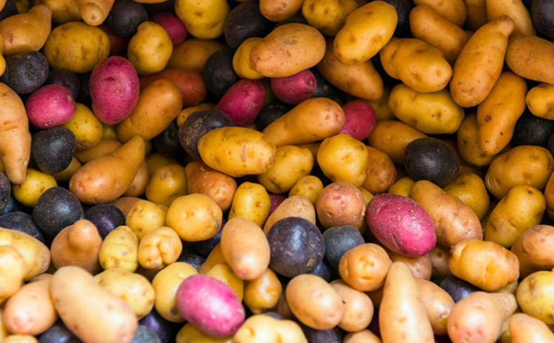 Northwestern Washington is known for colorful, fresh-market potatoes. Growing potatoes in a cover cropping system may help the environment – and increase yields. (Courtesy: Canva Pro)