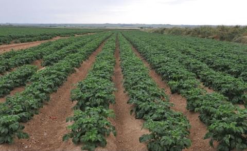A well-managed potato crop: Growers are urged to conduct pre-harvest residue tests after dry conditions may have slowed nematicide breakdown in soils. A well-managed potato crop: Growers are urged to conduct pre-harvest residue tests after dry conditions may have slowed nematicide breakdown in soils.