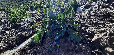 Cultivos de papa dañados por la intensa granizada en Cocapata. (Cortesía: Lostiempos)