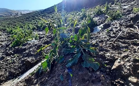Cultivos de papa dañados por la intensa granizada en Cocapata