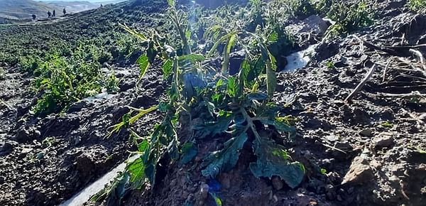 Cultivos de papa dañados por la intensa granizada en Cocapata. (Cortesía: Lostiempos)