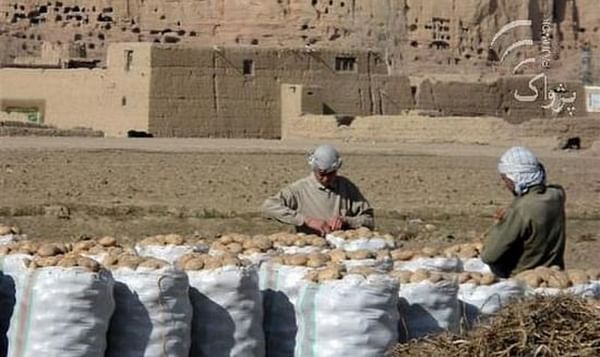 Afghanistan could be self-sufficient in potatoes with proper storage facilities