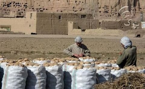 Afghanistan could be self-sufficient in potatoes with proper storage facilities Afghanistan could be self-sufficient in potatoes with proper storage facilities
