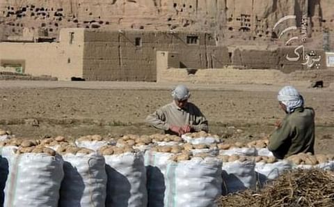 Afghanistan could be self-sufficient in potatoes with proper storage facilities