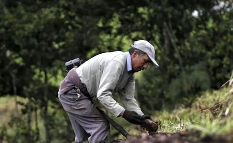 Potato cultivation in Colombia Potato cultivation in Colombia