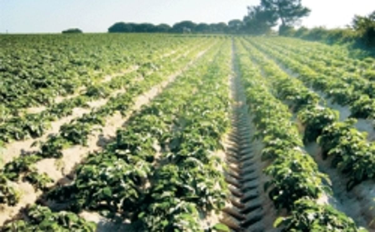 Portugal Potato Acreage down 5%