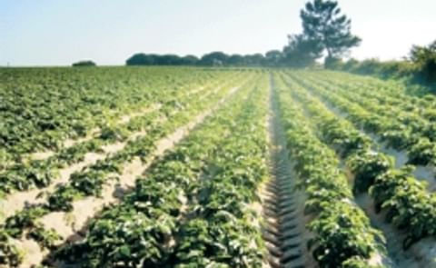 Portugal Potato Acreage down 5% Portugal Potato Acreage down 5%