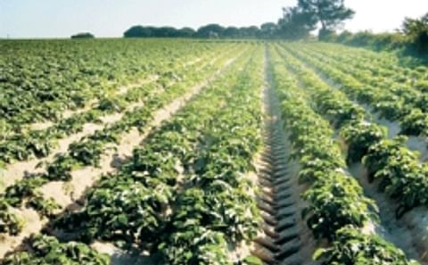 Portugal Potato Acreage down 5% Portugal Potato Acreage down 5%