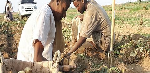 Sudan: Two Projects Promoting Potato Production to Be Implemented