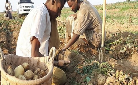 Sudan: Two Projects Promoting Potato Production to Be Implemented Sudan: Two Projects Promoting Potato Production to Be Implemented