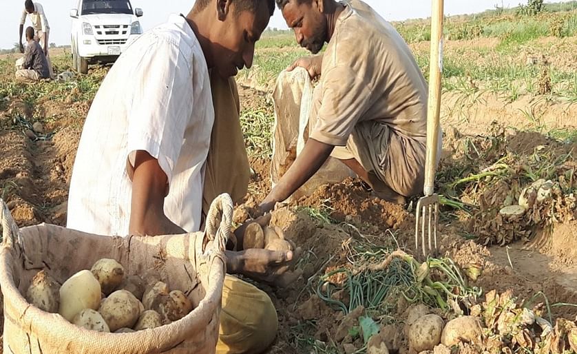 Sudan: Two Projects Promoting Potato Production to Be Implemented