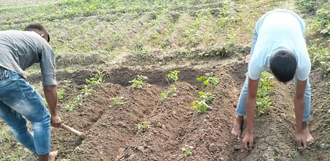 Potato cultivation in Uttar Pradesh, India
