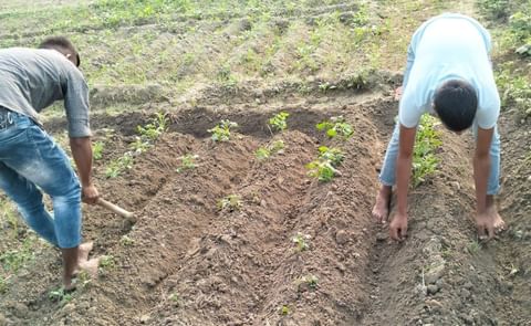 Ramban’s high altitude areas to emerge as major potato seed producers Ramban’s high altitude areas to emerge as major potato seed producers