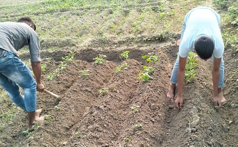 Ramban’s high altitude areas to emerge as major potato seed producers Ramban’s high altitude areas to emerge as major potato seed producers