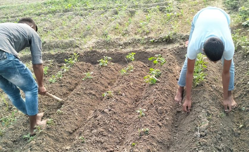 Ramban’s high altitude areas to emerge as major potato seed producers