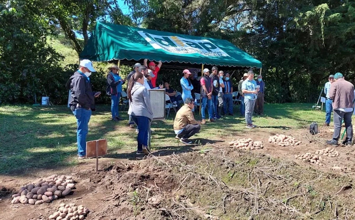 Cultivo de patatas en Panamá Cultivo de patatas en Panamá