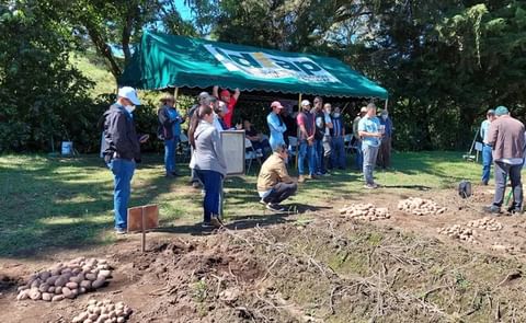 Potato cultivation in Panama Potato cultivation in Panama