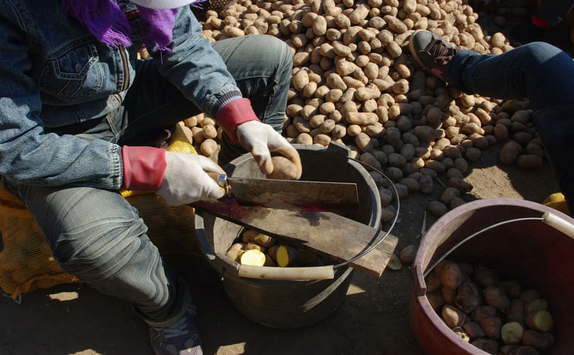 Farmer cutting seed potatoes with sanitized tools for disease prevention