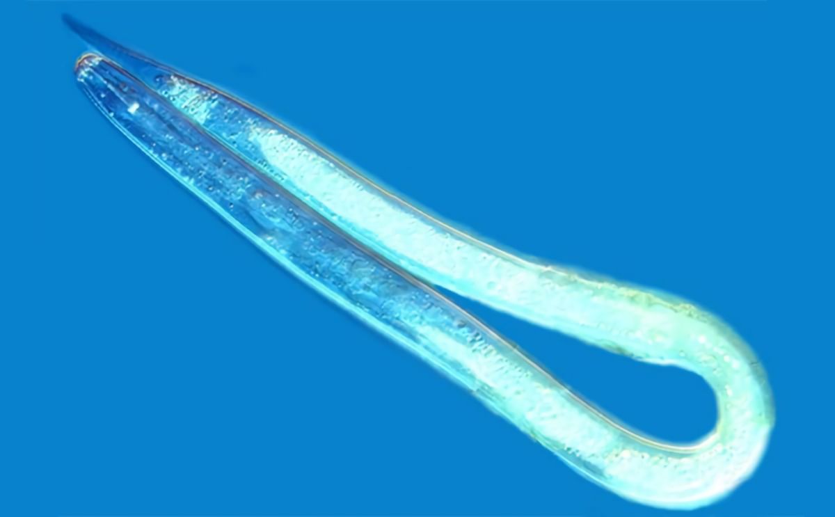 PCN resistance among targets of new potato breeding business in the UK