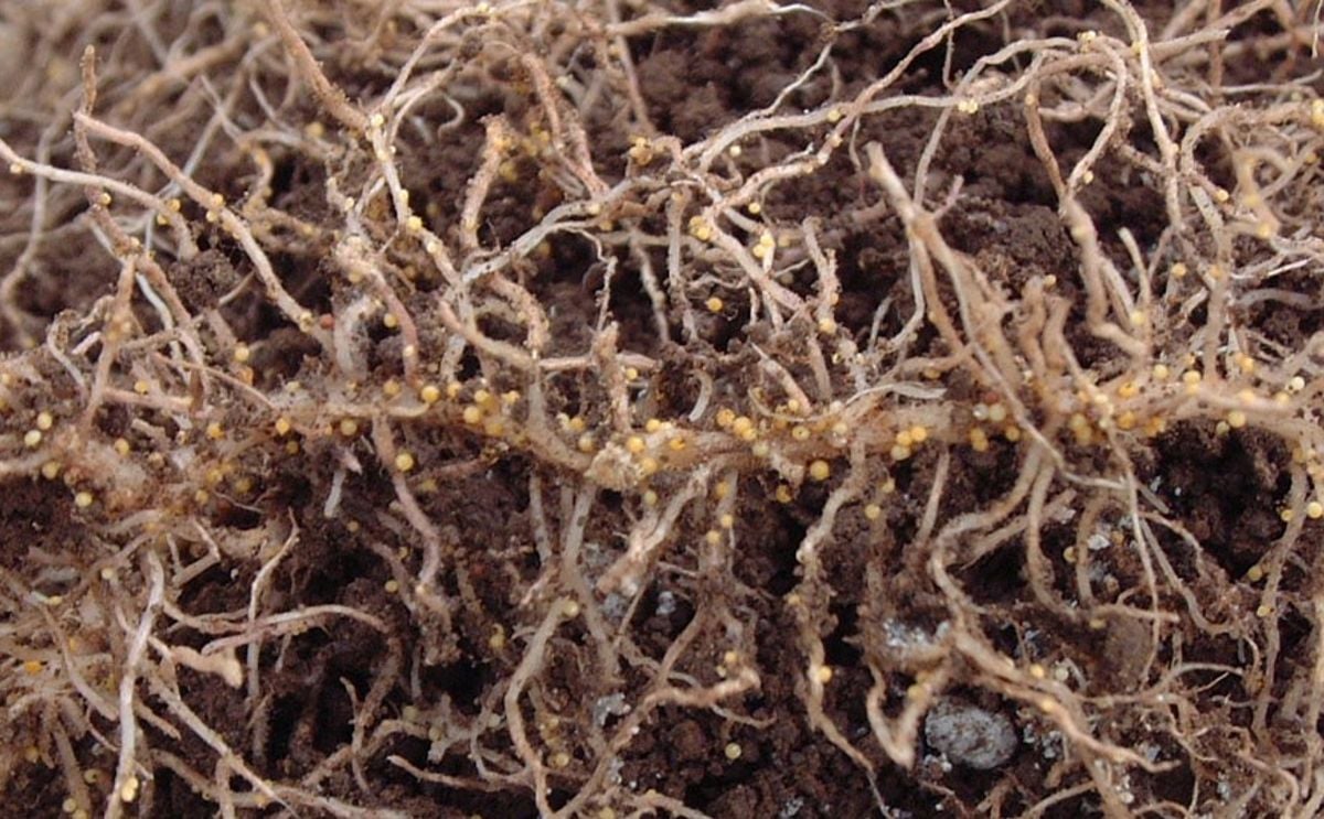 The potato cyst nematode is a root parasite that threatens crops like potatoes and tomatoes. Kobe University’s Mizutani Masaharu discovered a three-way link between plants, soil microbes, and the parasite via a newly identified plant chemical. The potato cyst nematode is a root parasite that threatens crops like potatoes and tomatoes. Kobe University’s Mizutani Masaharu discovered a three-way link between plants, soil microbes, and the parasite via a newly identified plant chemical.