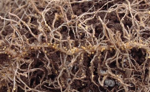 Potato cyst nematodes threaten crop yields. Kobe University scientist Mizutani Masaharu uncovered a three-way interaction between plants, soil microbes, and parasites. Potato cyst nematodes threaten crop yields. Kobe University scientist Mizutani Masaharu uncovered a three-way interaction between plants, soil microbes, and parasites.