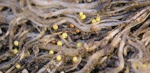 Potato Cyst Nematoe infected plant roots