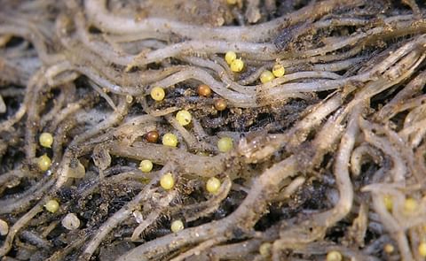 Idaho Potato Farmers file lawsuit over PCN regulation Idaho Potato Farmers file lawsuit over PCN regulation