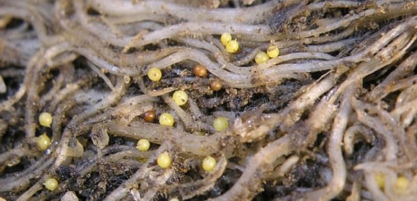Potato Cyst Nematoe infected plant roots