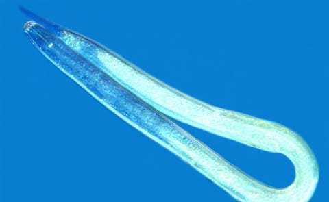 New infested acreage has been added to Idaho's pale cyst nematode program. New infested acreage has been added to Idaho's pale cyst nematode program.
