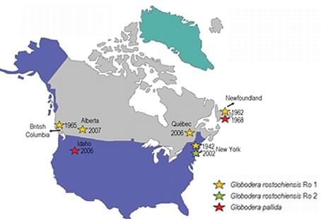 Occurrence of potato cyst nematodes Globodera rostochiensis and G. pallida, in North America (Courtesy: fruit and veggie) Occurrence of potato cyst nematodes Globodera rostochiensis and G. pallida, in North America (Courtesy: fruit and veggie)