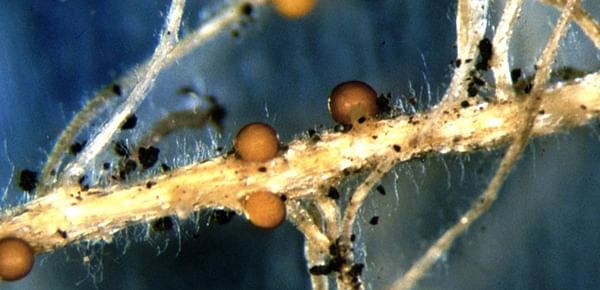 Potato Cyst Nematode (PCN) infested area in Idaho expanded by 87 acres