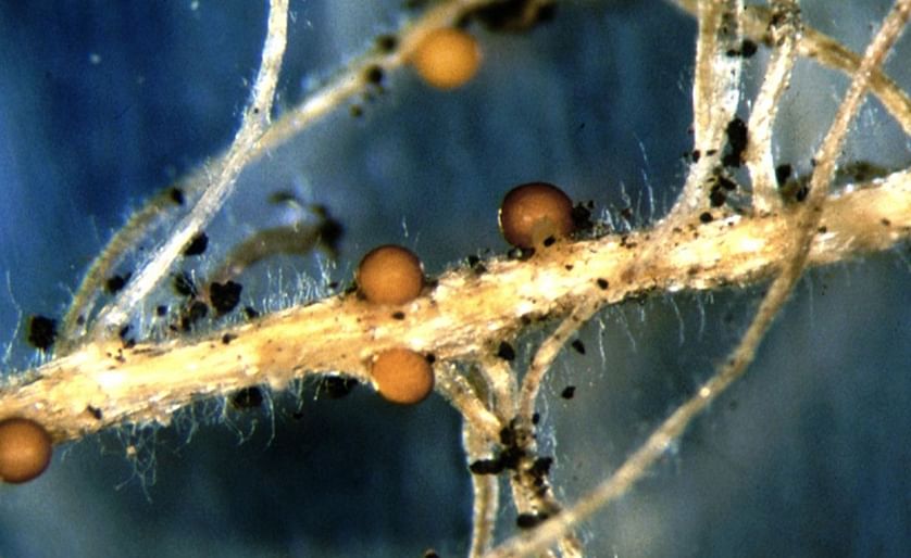 Roots affected by Potato cyst Nematodes (Courtesy: Jonathan D. Eisenback, Virginia Polytechnic Institute and State University)