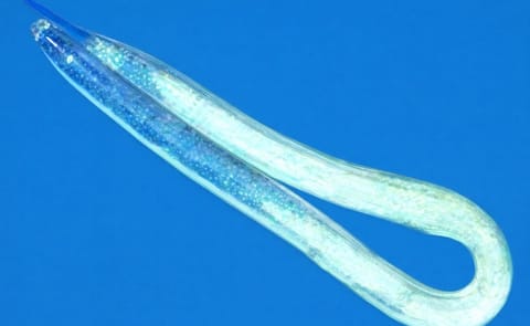 Trickery and Other Methods Explored To Vanquish Potato Cyst Nematodes Trickery and Other Methods Explored To Vanquish Potato Cyst Nematodes