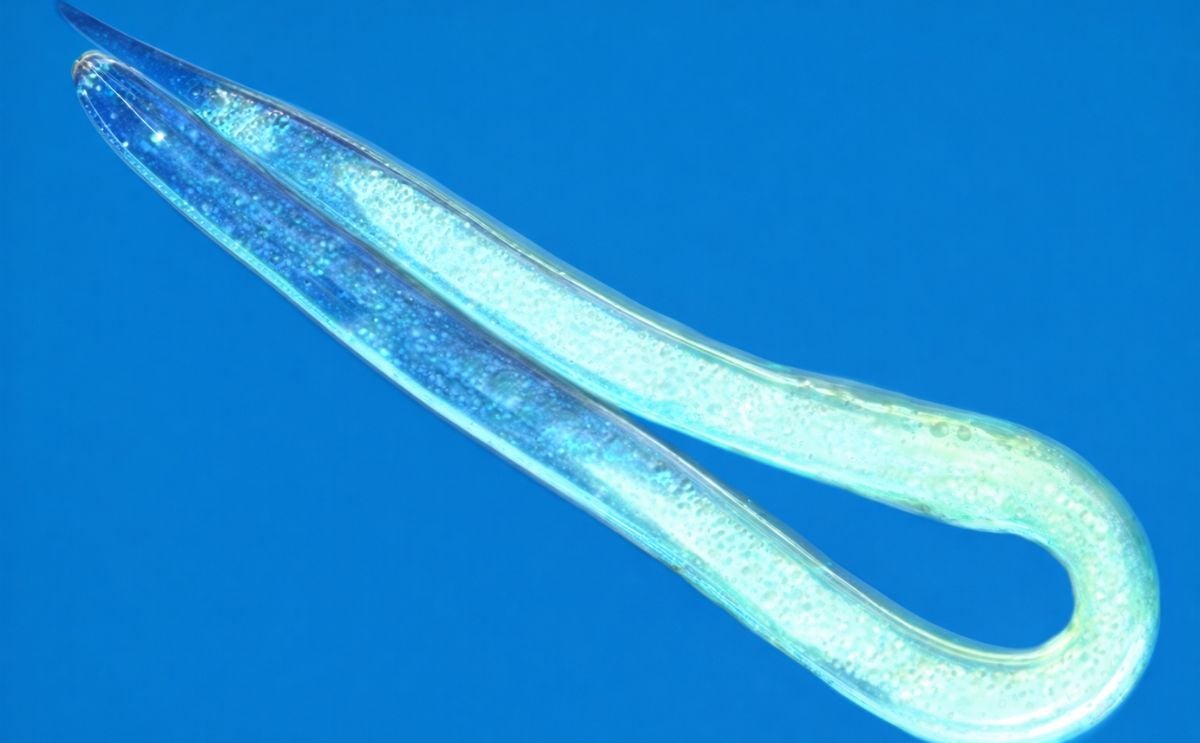 Potato Cyst Nematode Potato Cyst Nematode