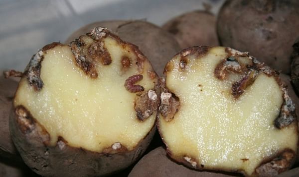 potatoes damaged by the Guatemalan potato moth
