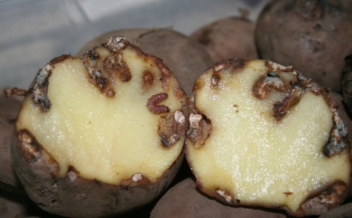 potatoes damaged by the Guatemalan potato moth potatoes damaged by the Guatemalan potato moth