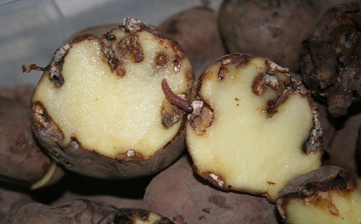 Damage caused by the potato tuber moth (Courtesy: Katja Poveda).